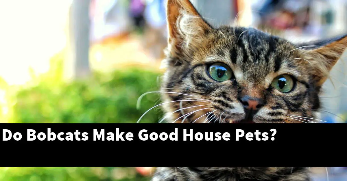 Do Bobcats Make Good House Pets?