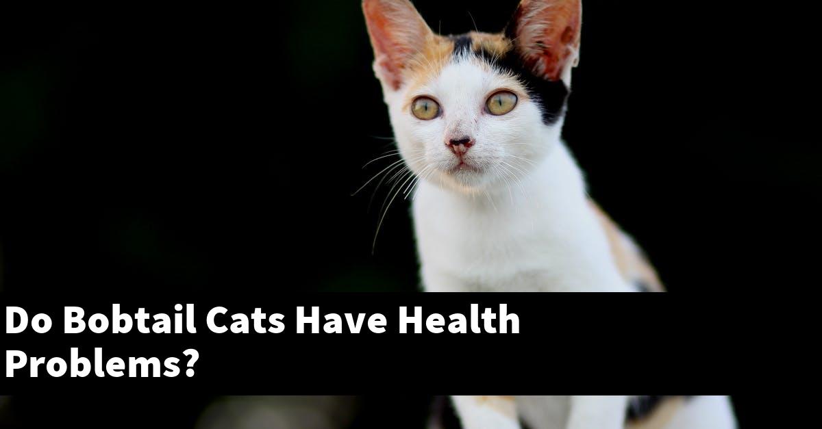 Do Bobtail Cats Have Health Problems?