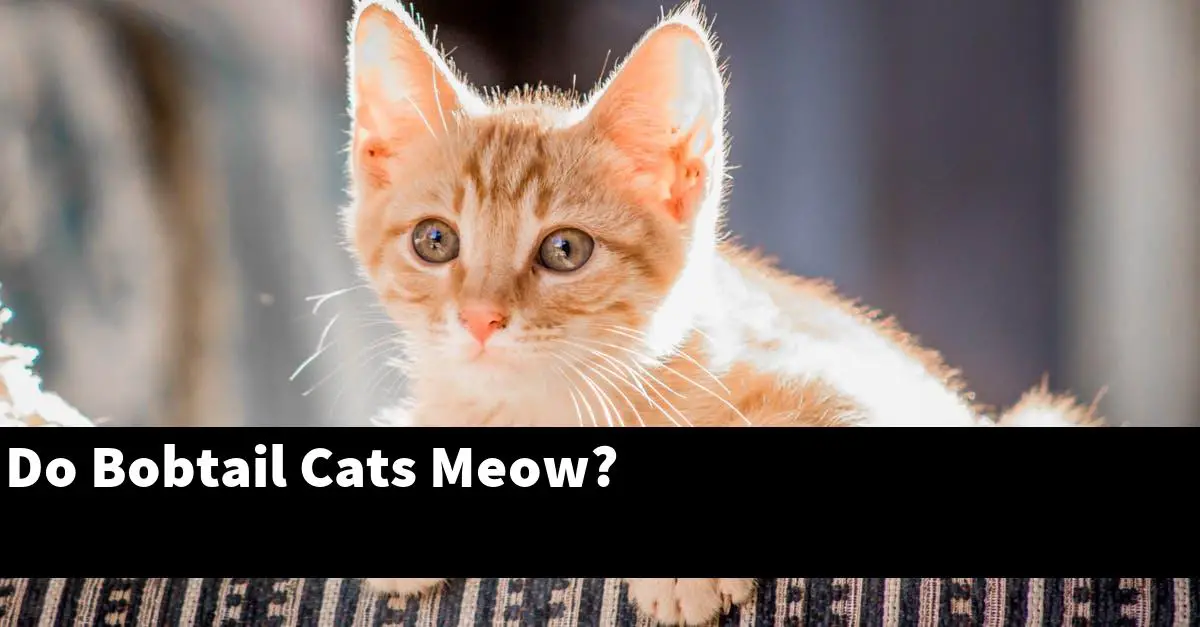 Do Bobtail Cats Meow?
