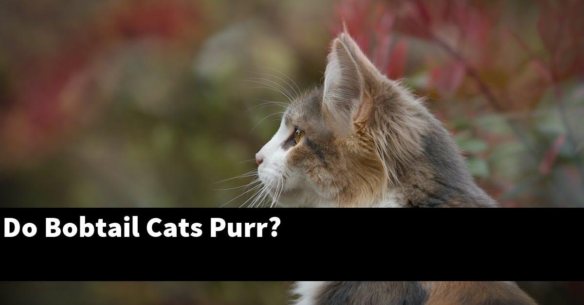 Do Bobtail Cats Purr?