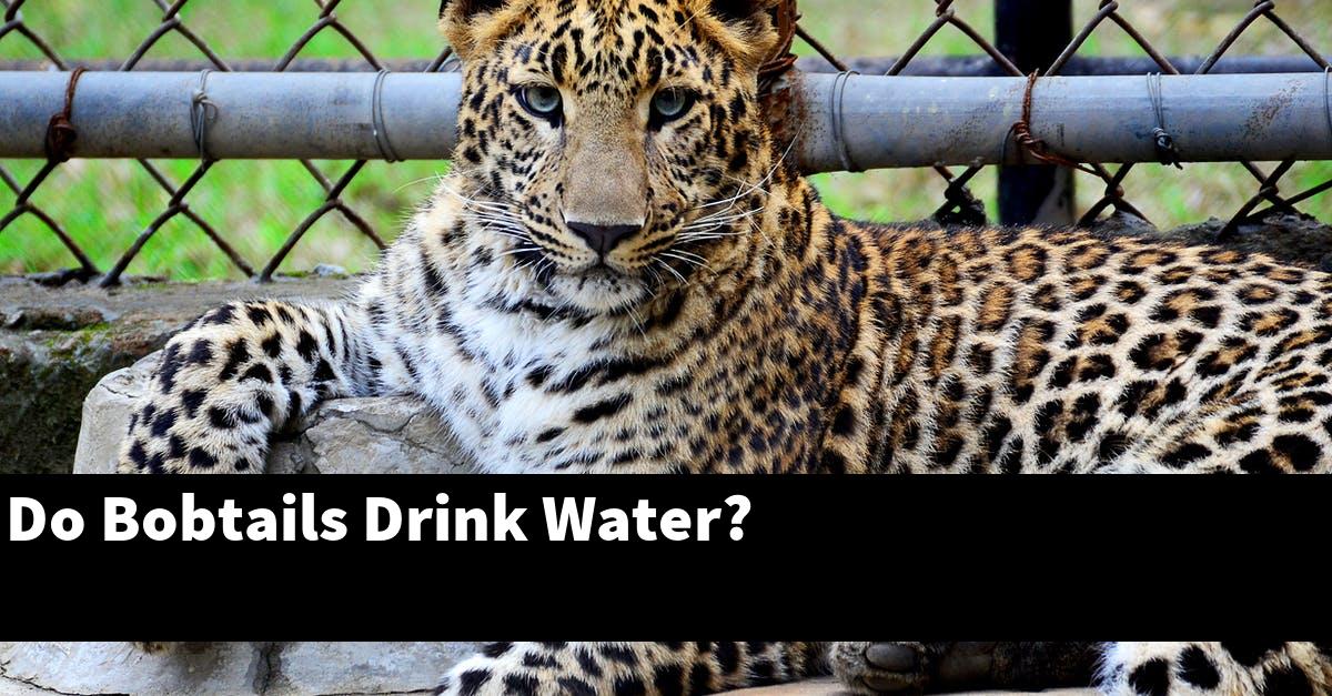 Do Bobtails Drink Water?
