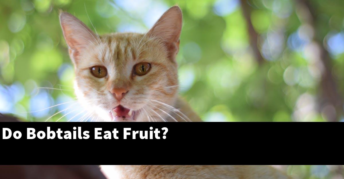 Do Bobtails Eat Fruit?