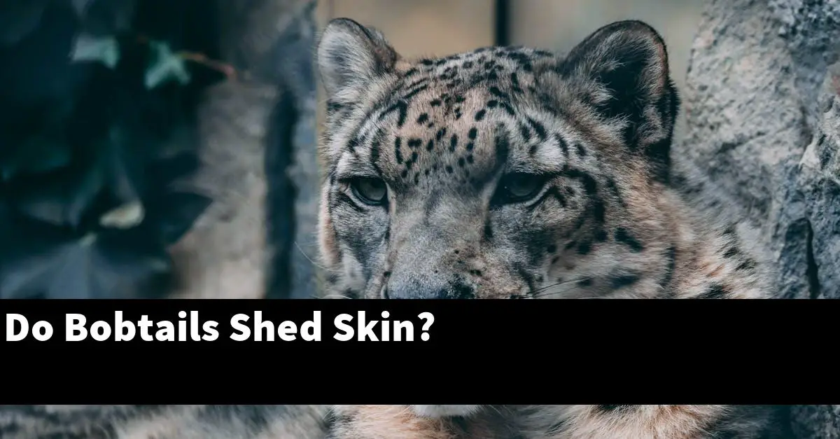Do Bobtails Shed Skin?