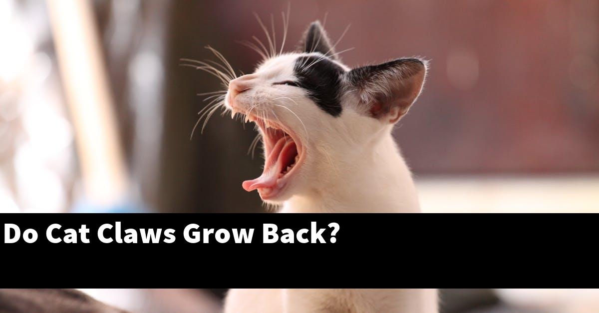Do Cat Claws Grow Back?