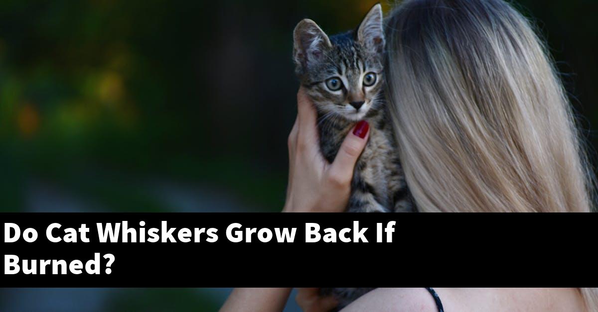 Do Cat Whiskers Grow Back If Burned?