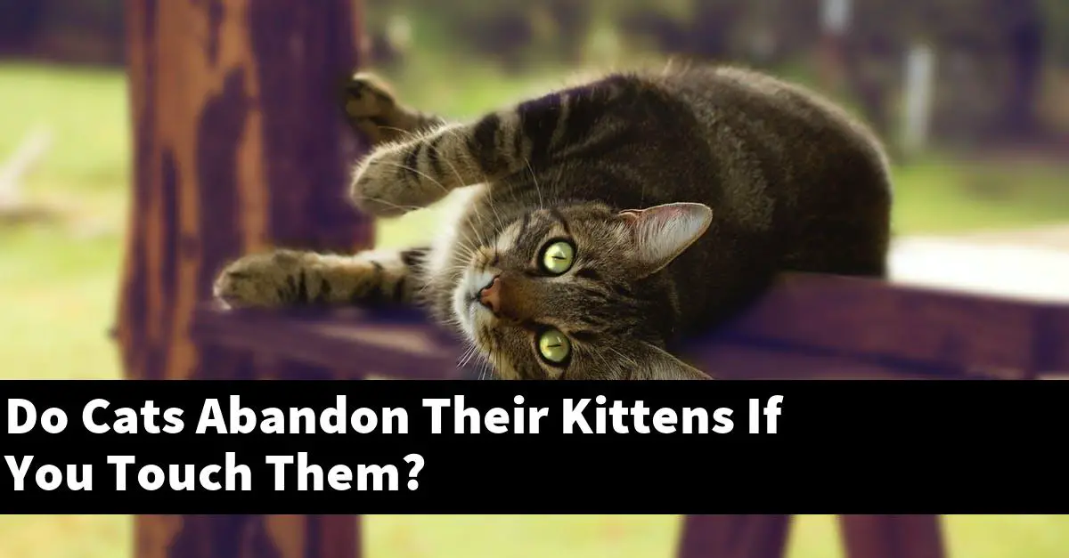 Do Cats Abandon Their Kittens If You Touch Them?
