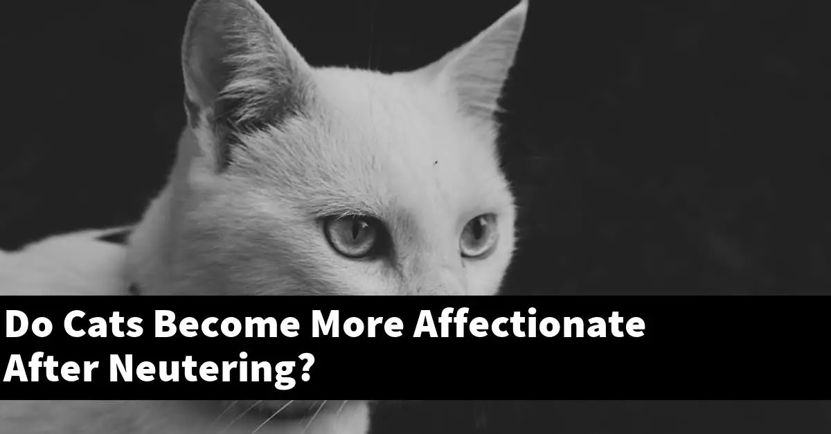 Do Cats Become More Affectionate After Neutering?