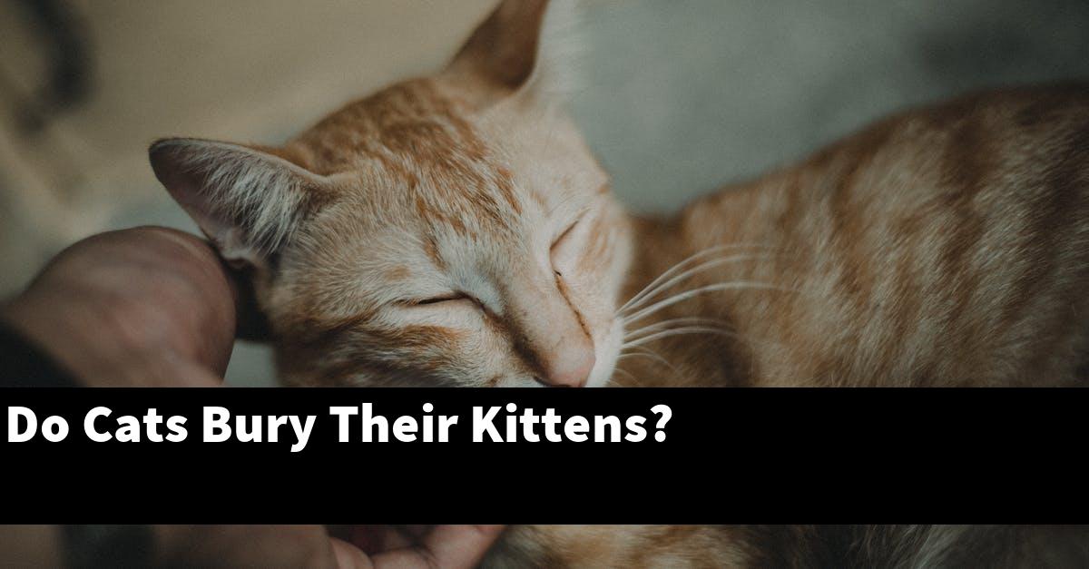 Do Cats Bury Their Kittens?