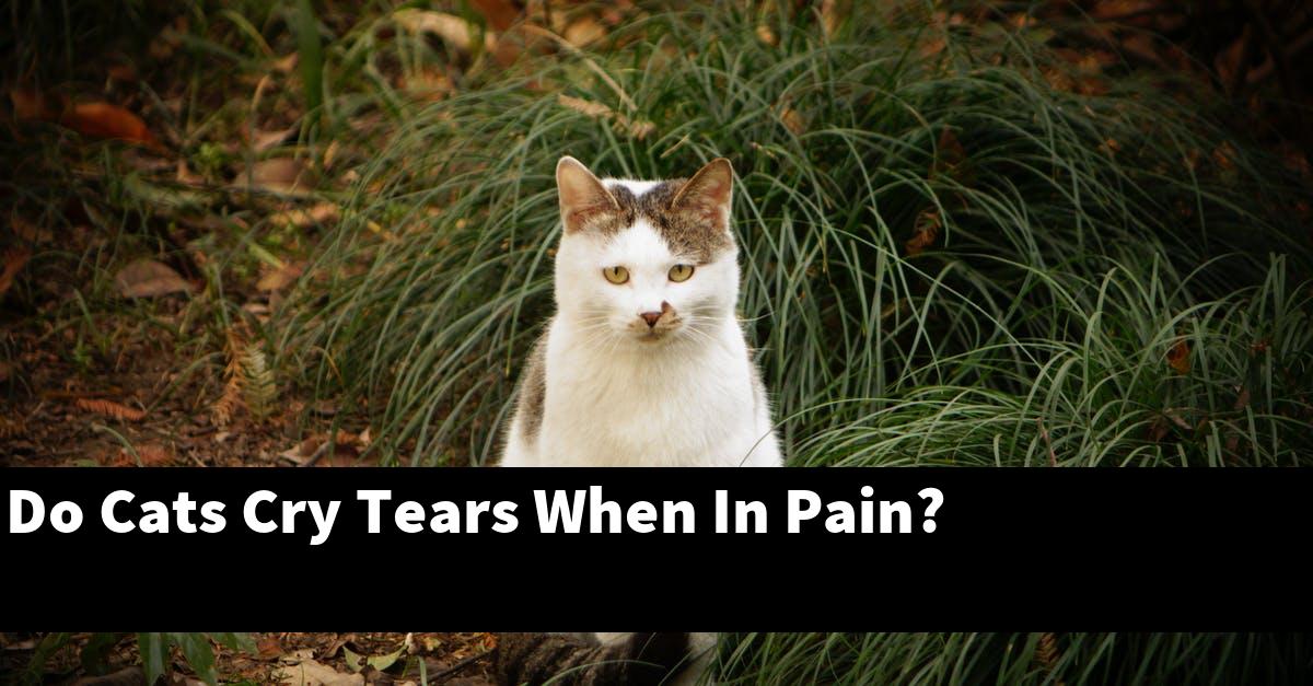 Do Cats Cry Tears When In Pain?