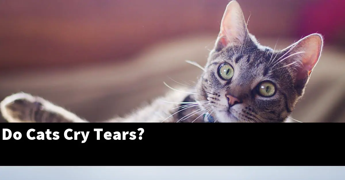 Do Cats Cry Tears?