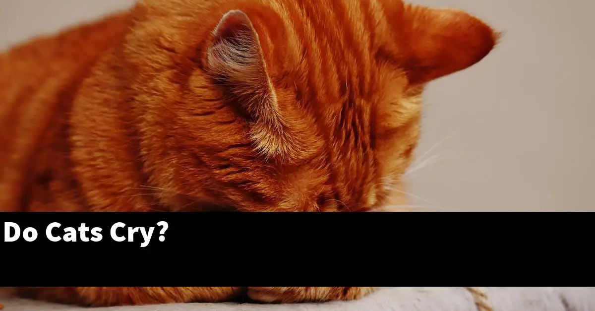 Do Cats Cry?