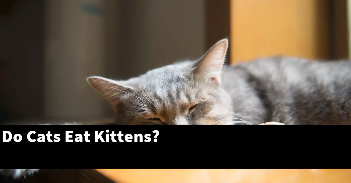 Do Cats Eat Kittens?