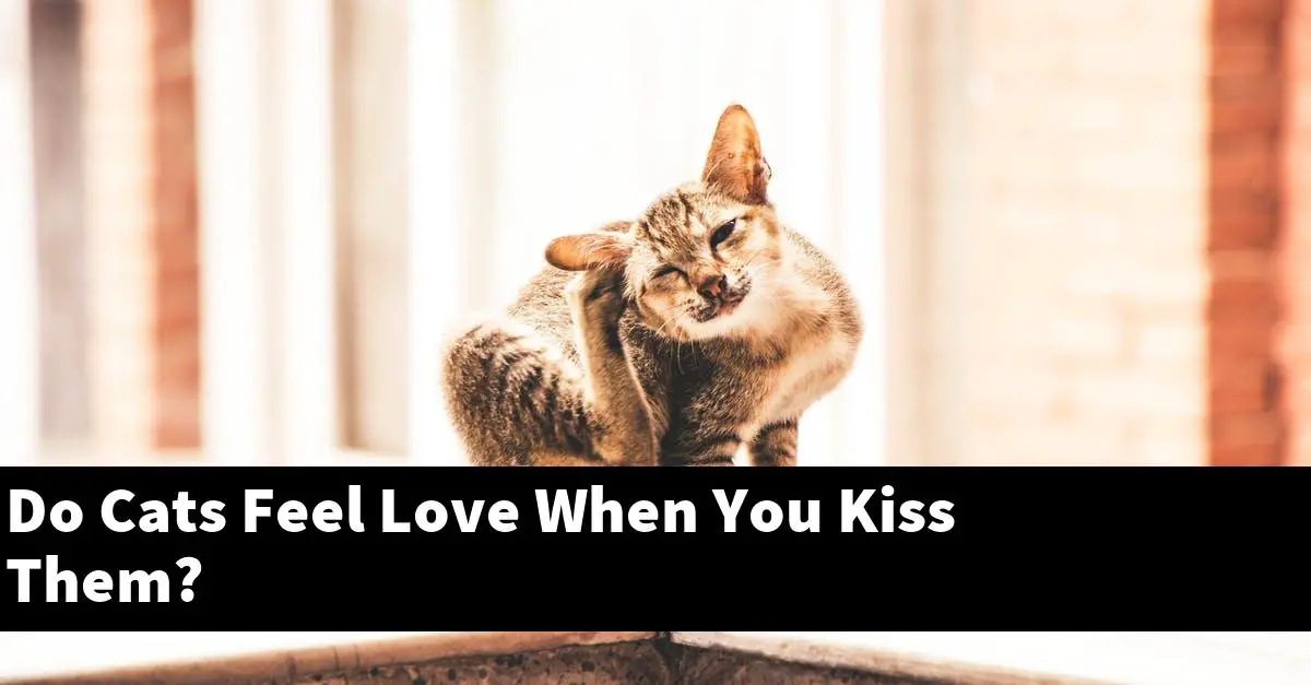 Do Cats Feel Love When You Kiss Them?