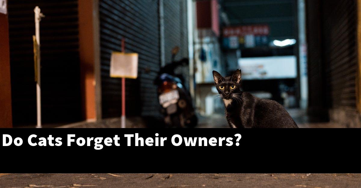 Do Cats Forget Their Owners?