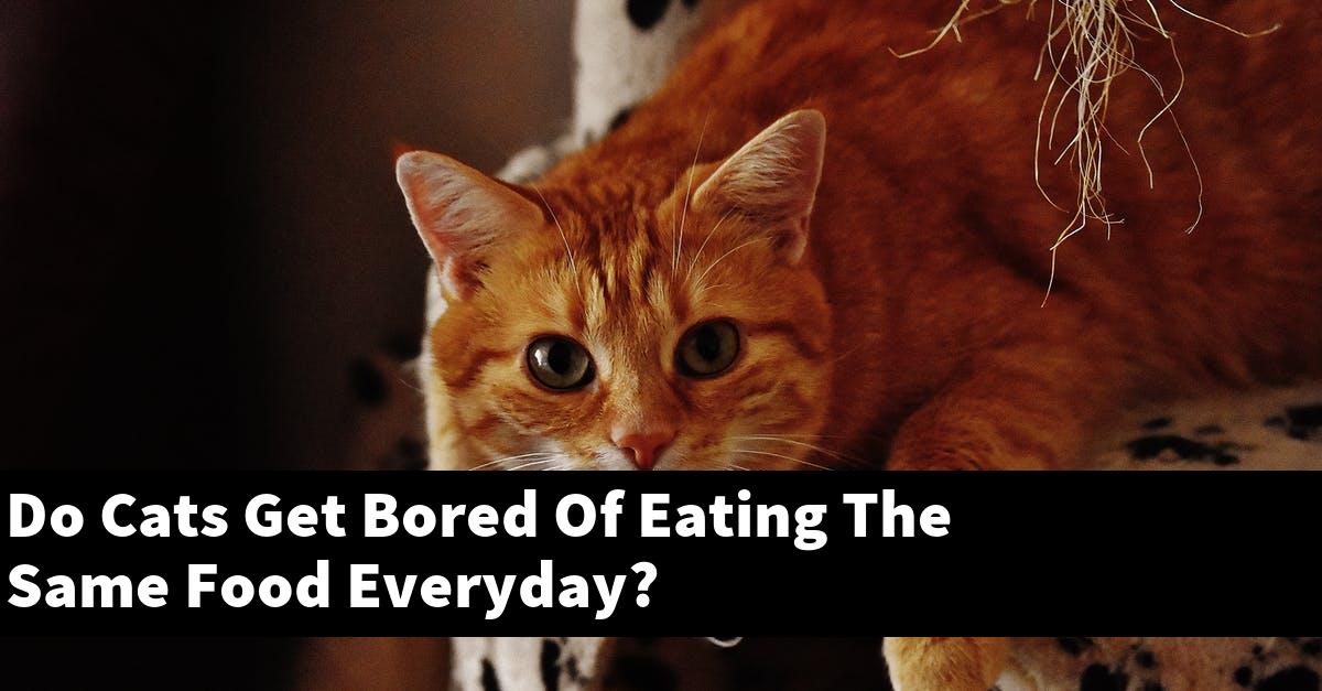 Do Cats Get Bored Of Eating The Same Food Everyday?