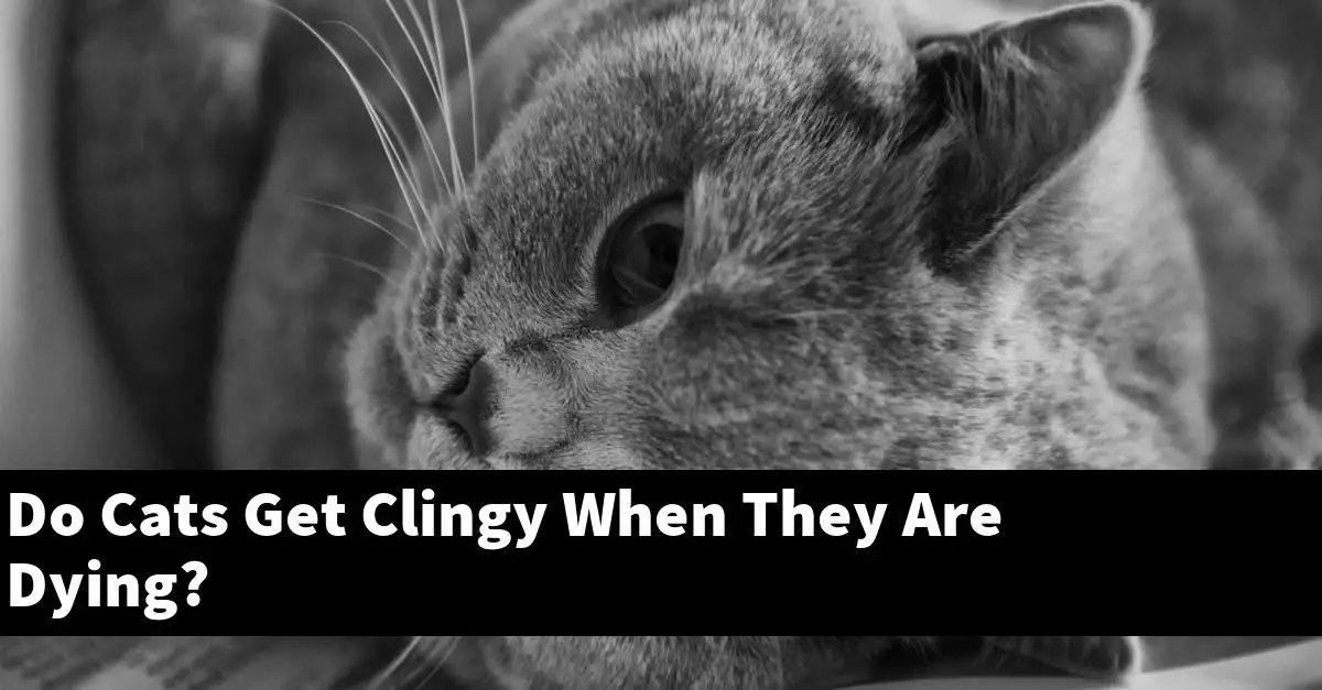 Do Cats Get Clingy When They Are Dying?