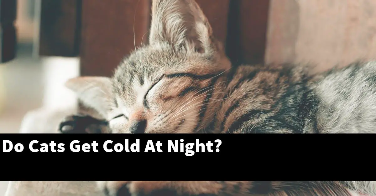 Do Cats Get Cold At Night?