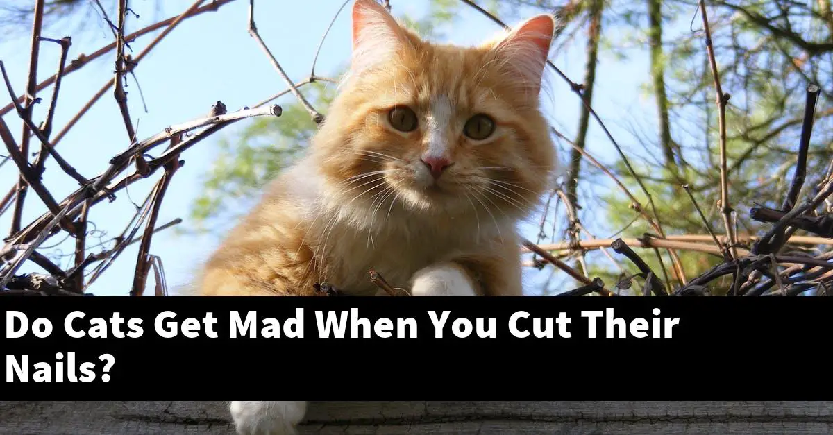 Do Cats Get Mad When You Cut Their Nails?
