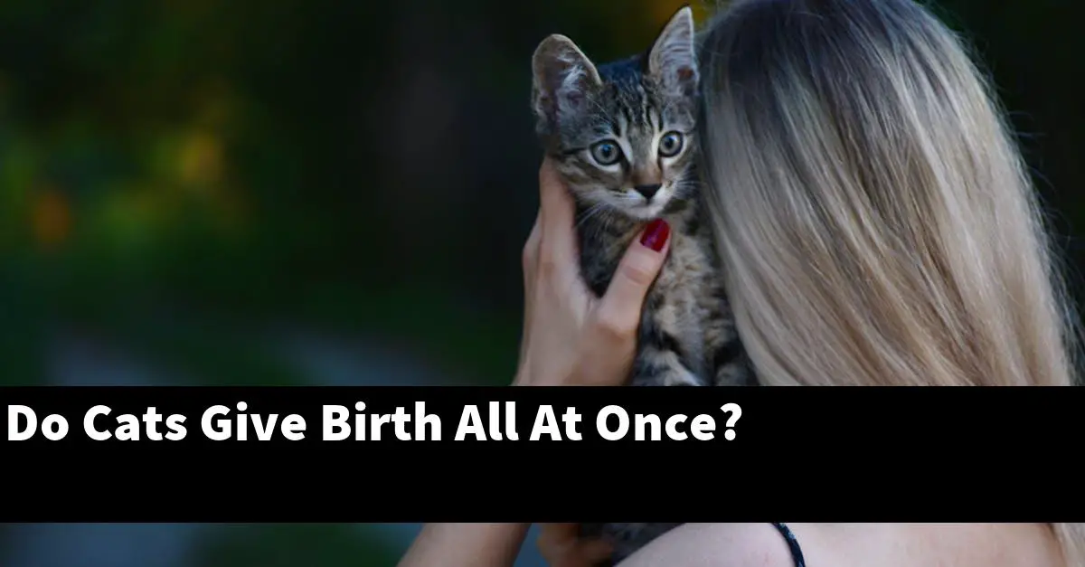 Do Cats Give Birth All At Once?