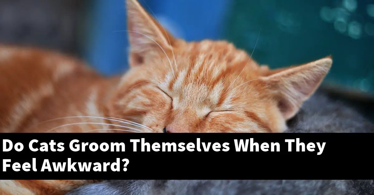 Do Cats Groom Themselves When They Feel Awkward?