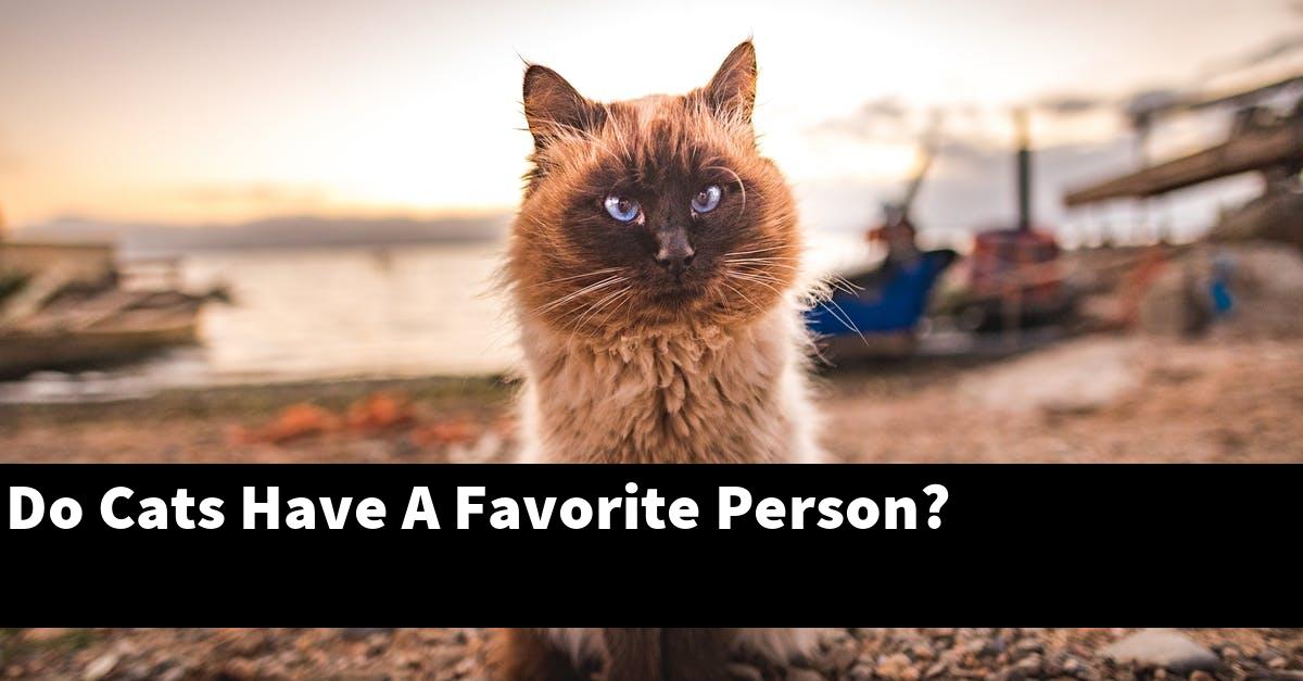 Do Cats Have A Favorite Person?