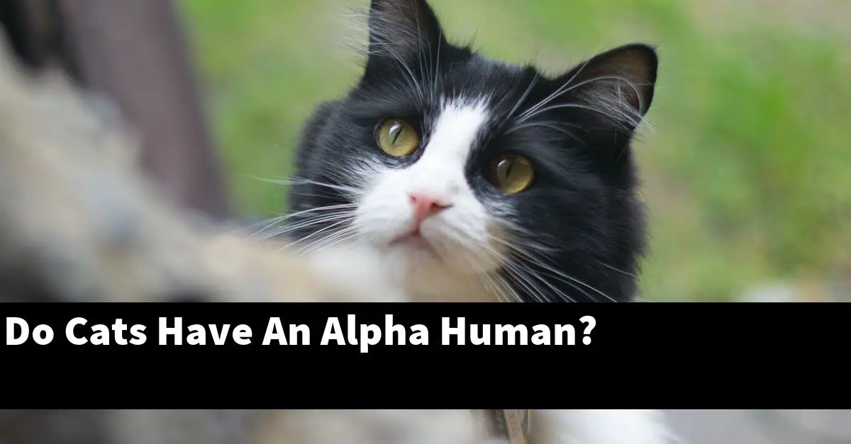 Do Cats Have An Alpha Human?