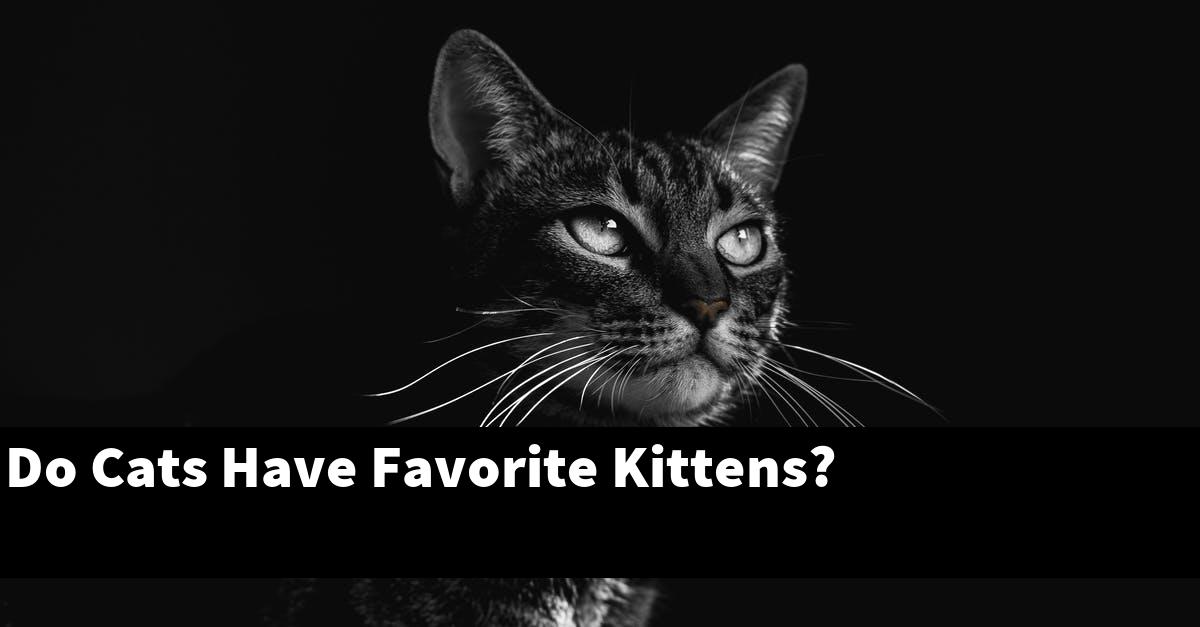 Do Cats Have Favorite Kittens?