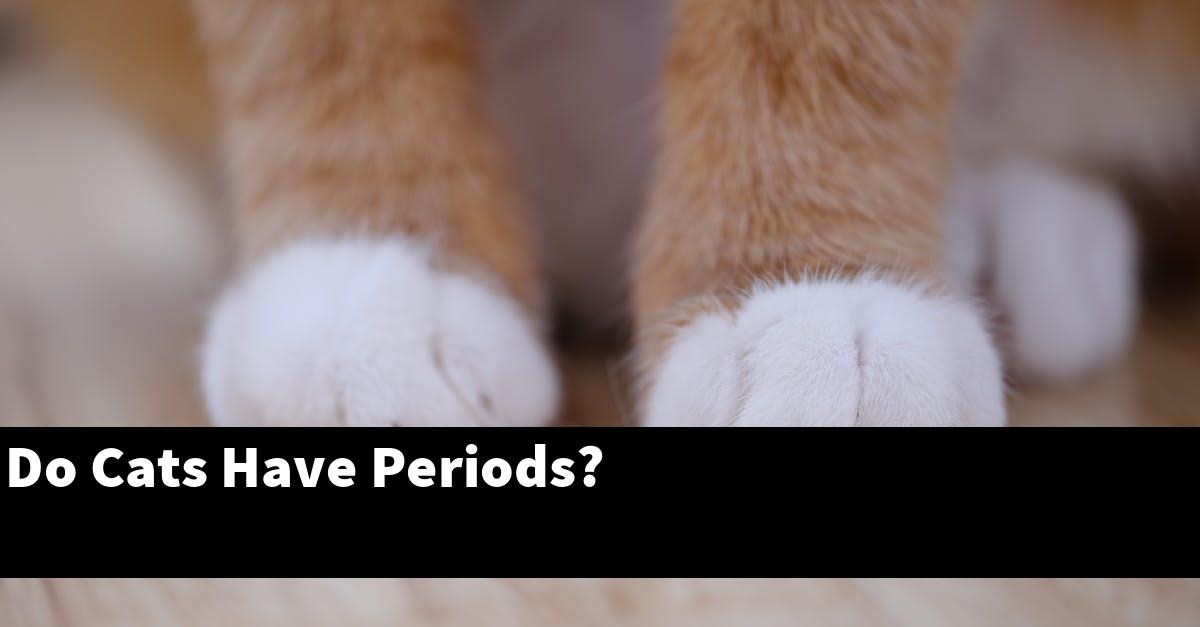 Do Cats Have Periods?
