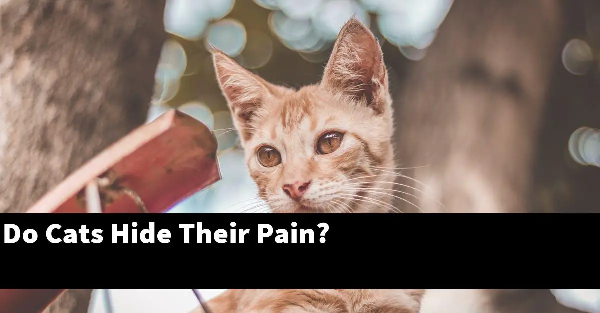 Do Cats Hide Their Pain?