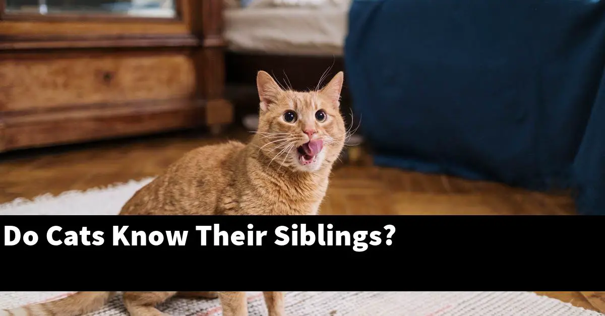 Do Cats Know Their Siblings?