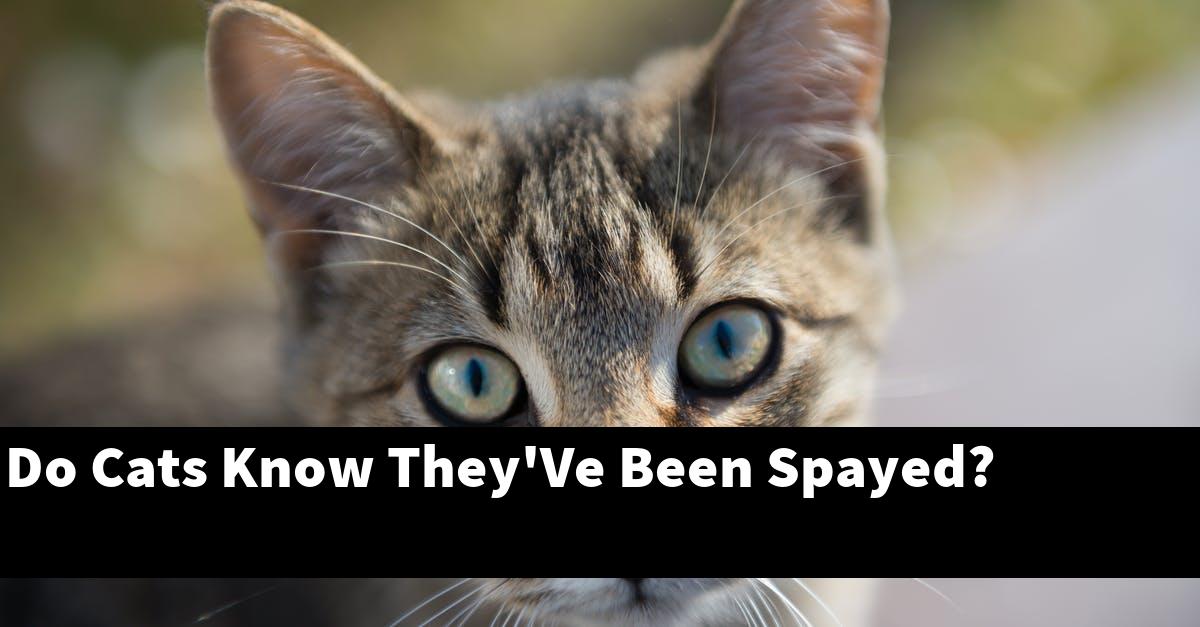 Do Cats Know They'Ve Been Spayed?