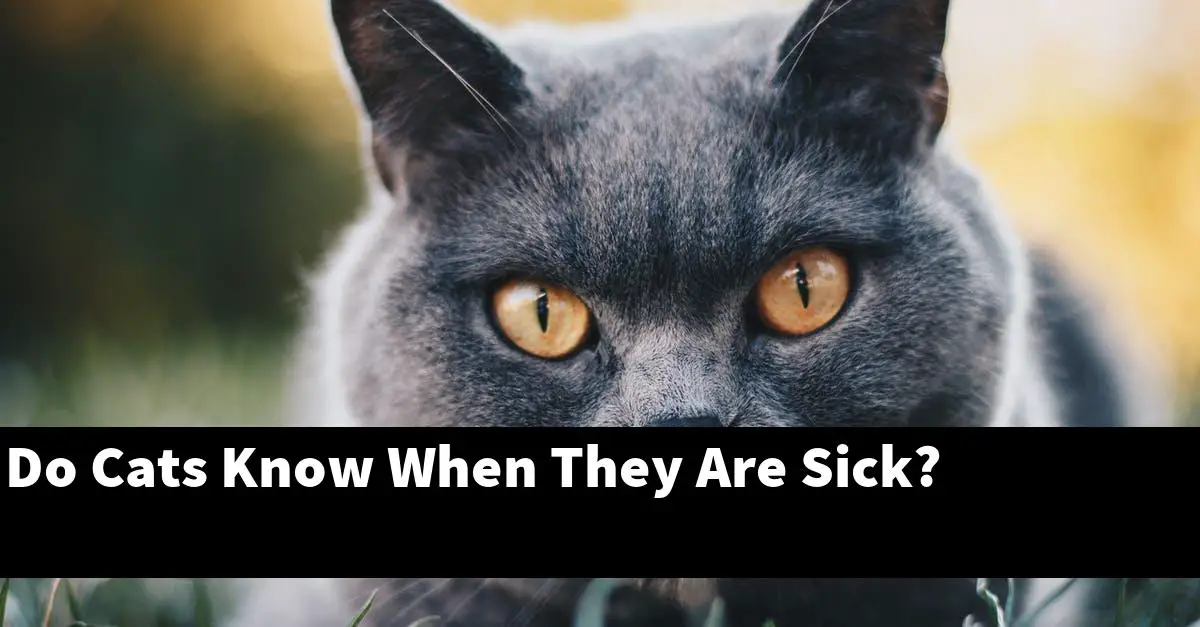 Do Cats Know When They Are Sick?