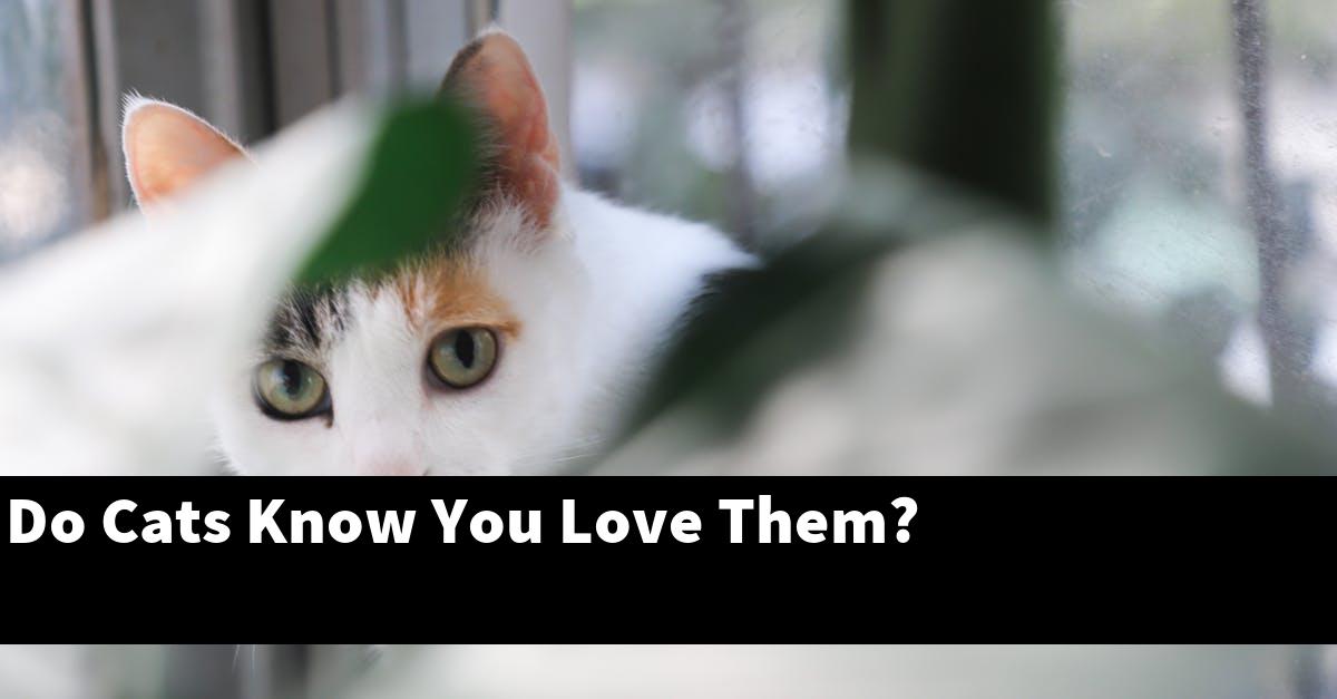 Do Cats Know You Love Them?