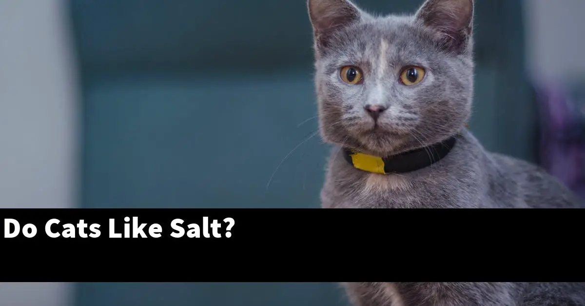 Do Cats Like Salt?