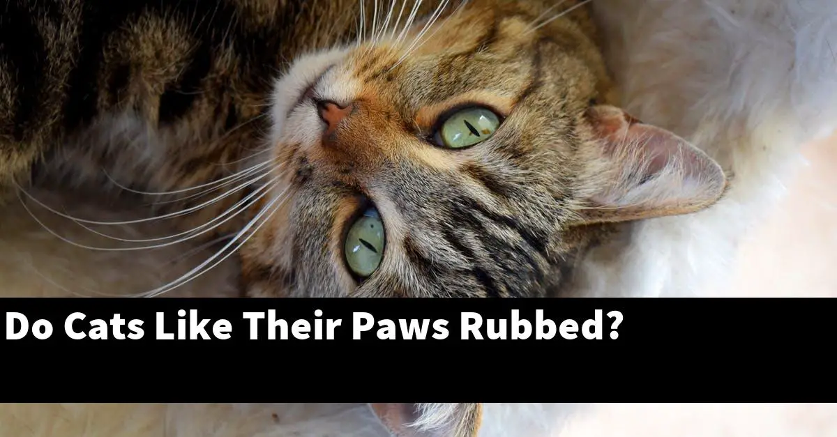Do Cats Like Their Paws Rubbed?