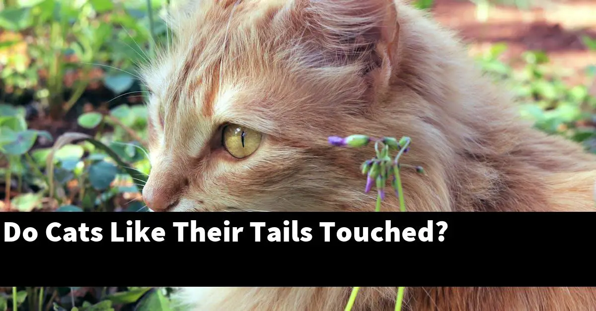 Do Cats Like Their Tails Touched?
