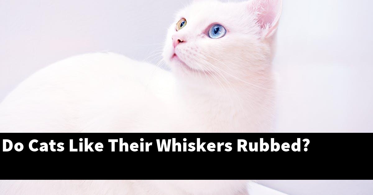 Do Cats Like Their Whiskers Rubbed?