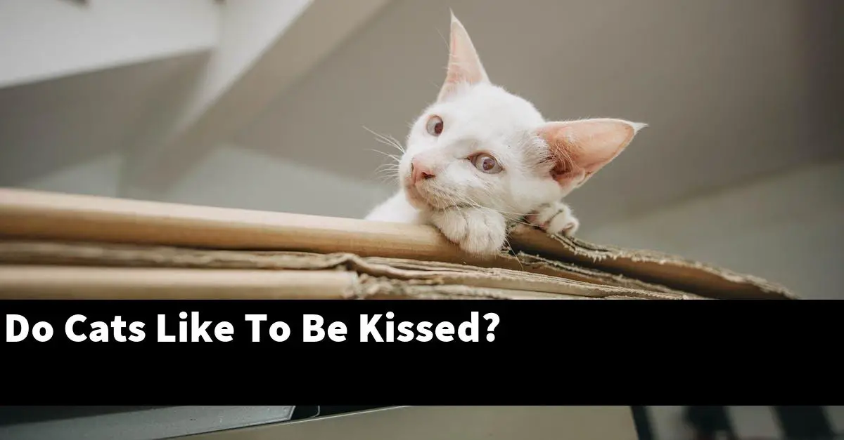 Do Cats Like To Be Kissed?