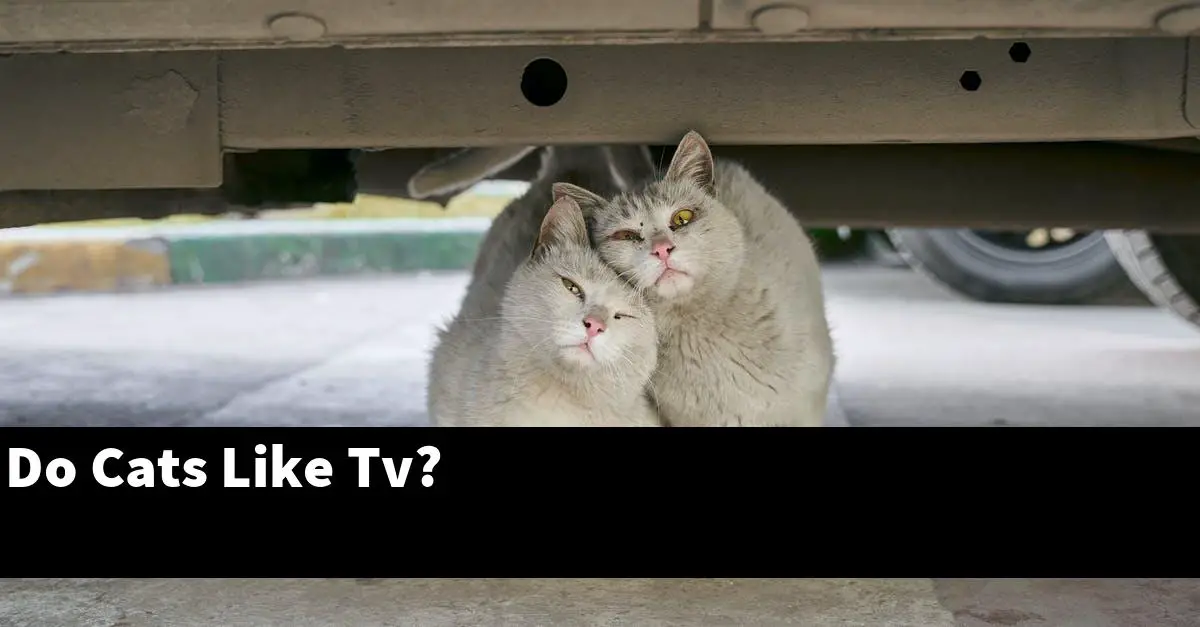 Do Cats Like Tv?