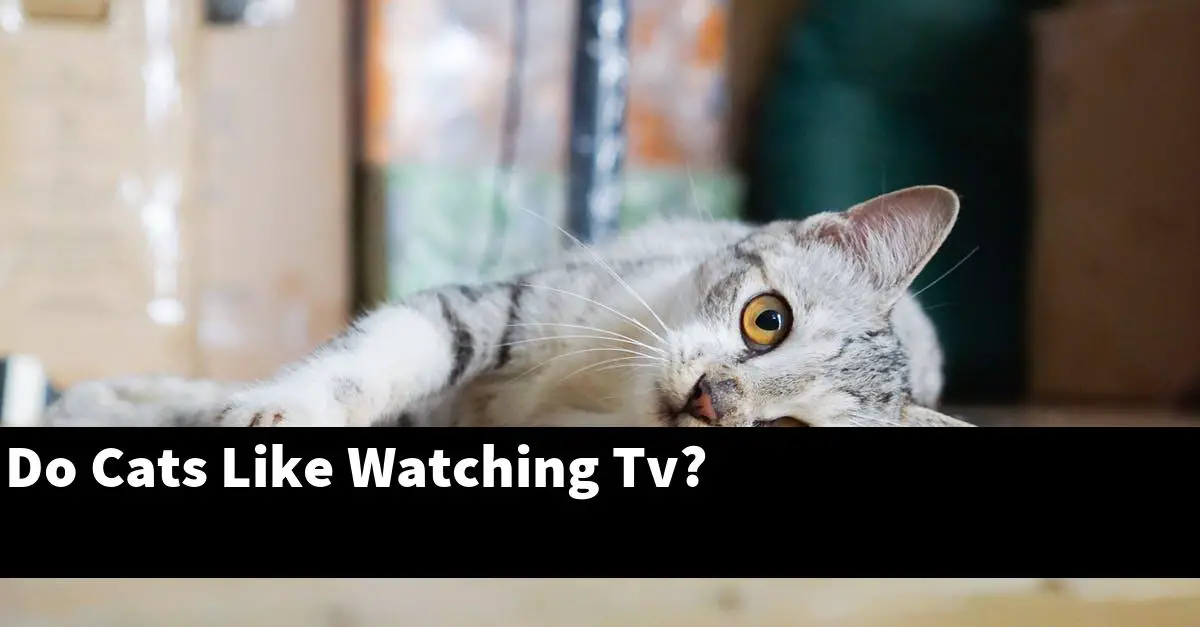 Do Cats Like Watching Tv?
