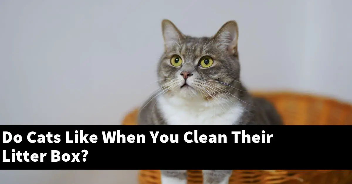 Do Cats Like When You Clean Their Litter Box?