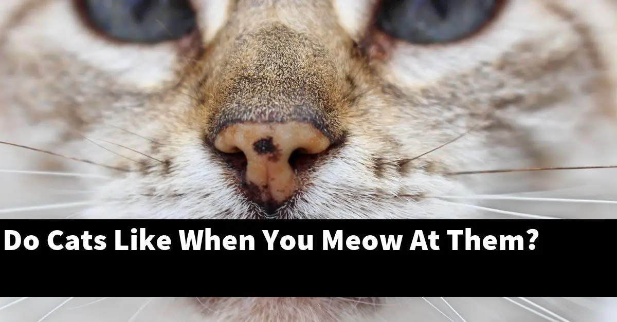 Do Cats Like When You Meow At Them?