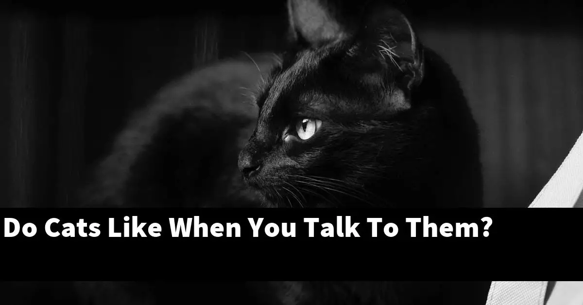 Do Cats Like When You Talk To Them?