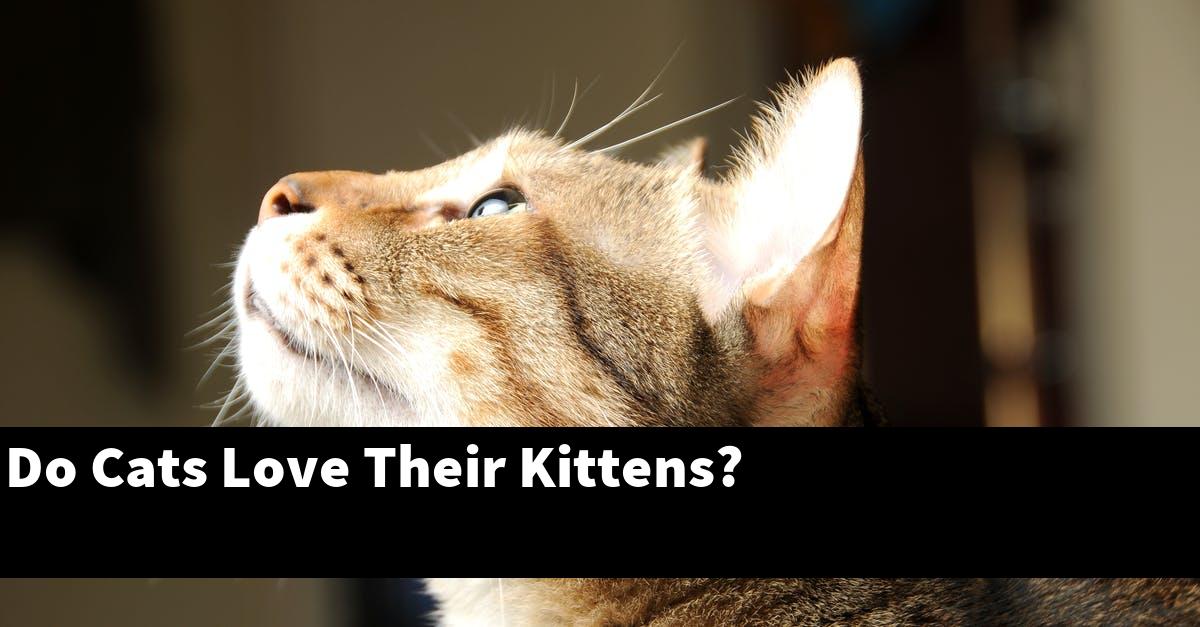 Do Cats Love Their Kittens?