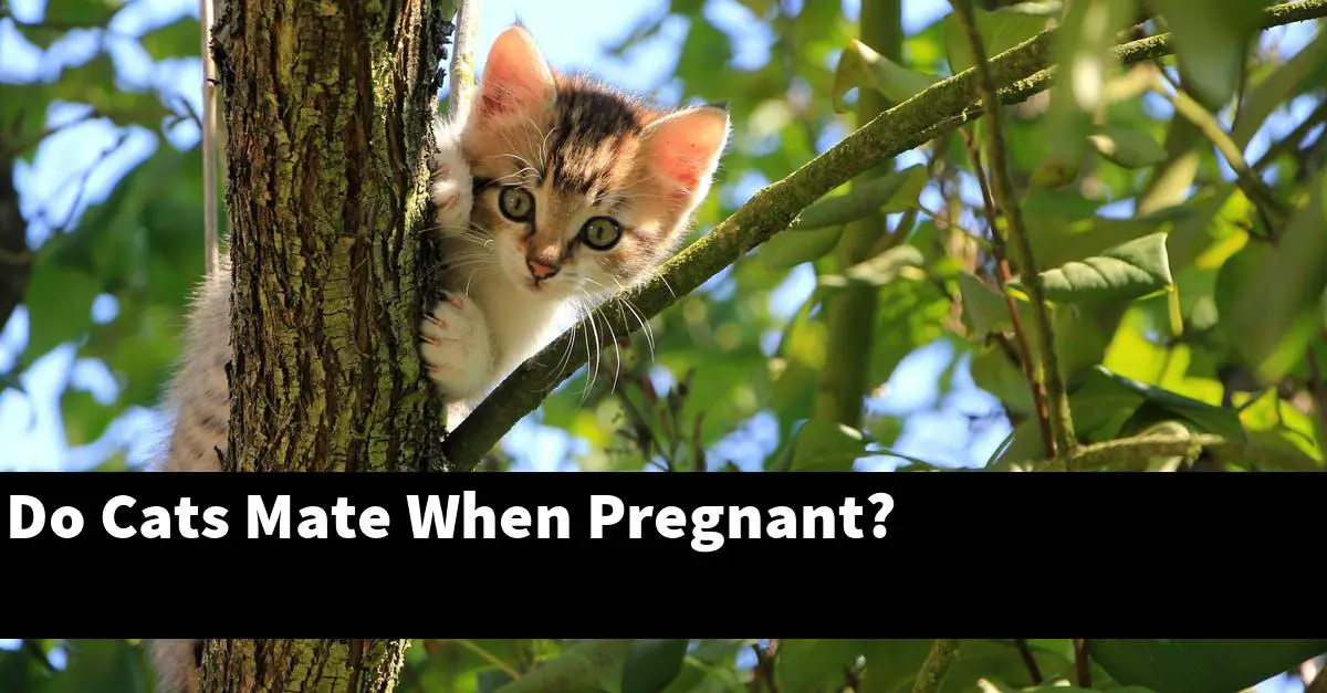 Do Cats Mate When Pregnant?