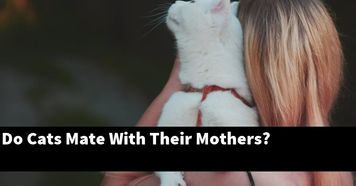 Do Cats Mate With Their Mothers?