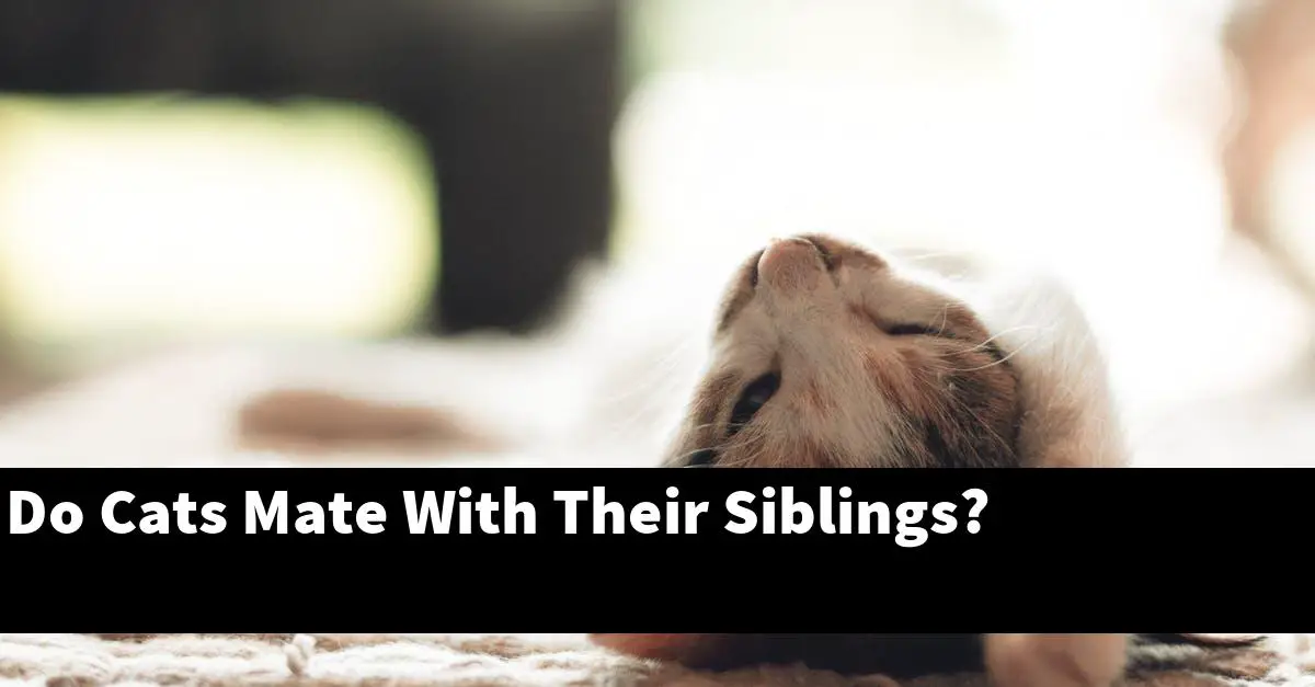 Do Cats Mate With Their Siblings?