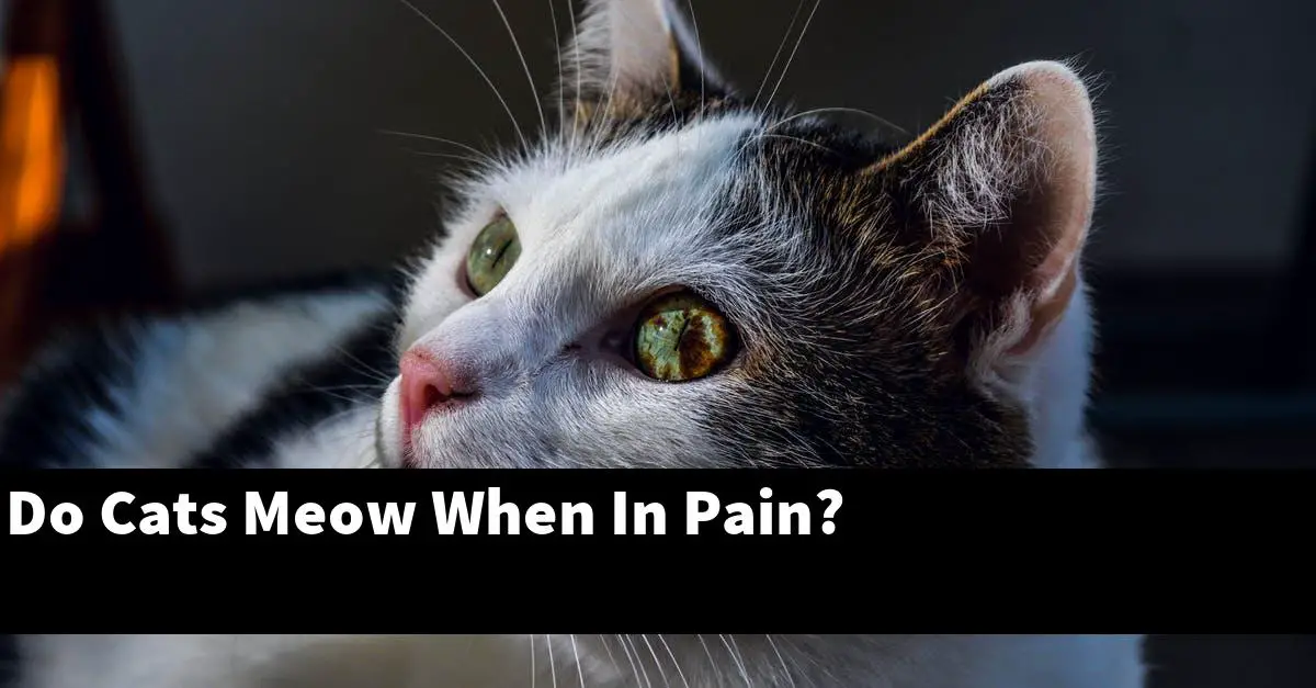 Do Cats Meow When In Pain?