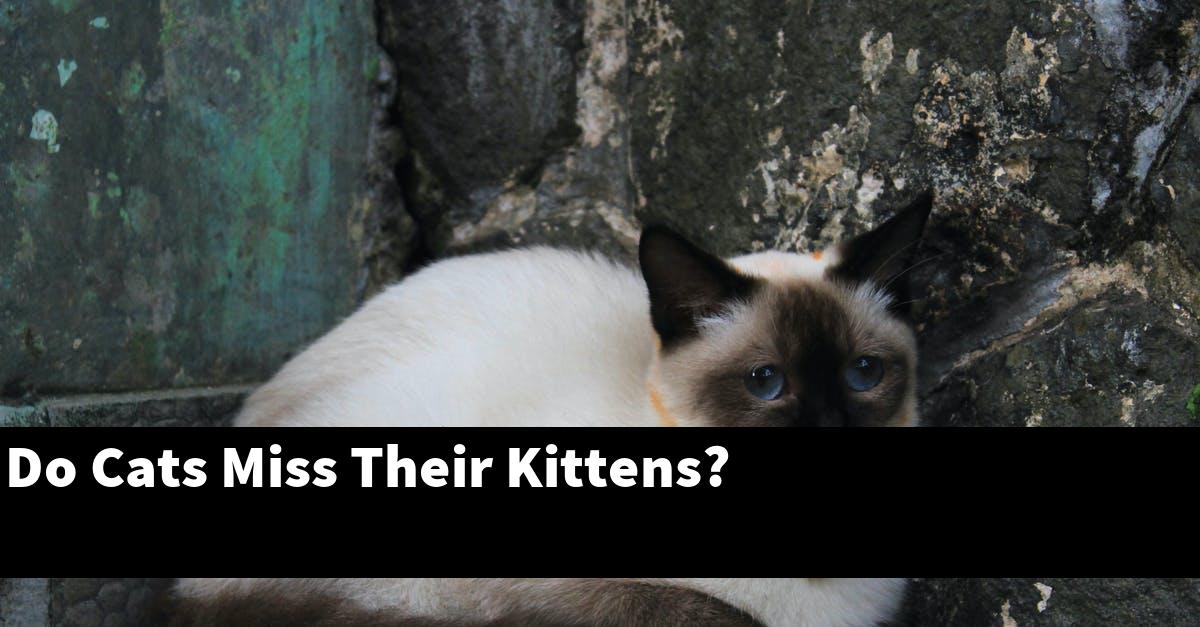 Do Cats Miss Their Kittens?