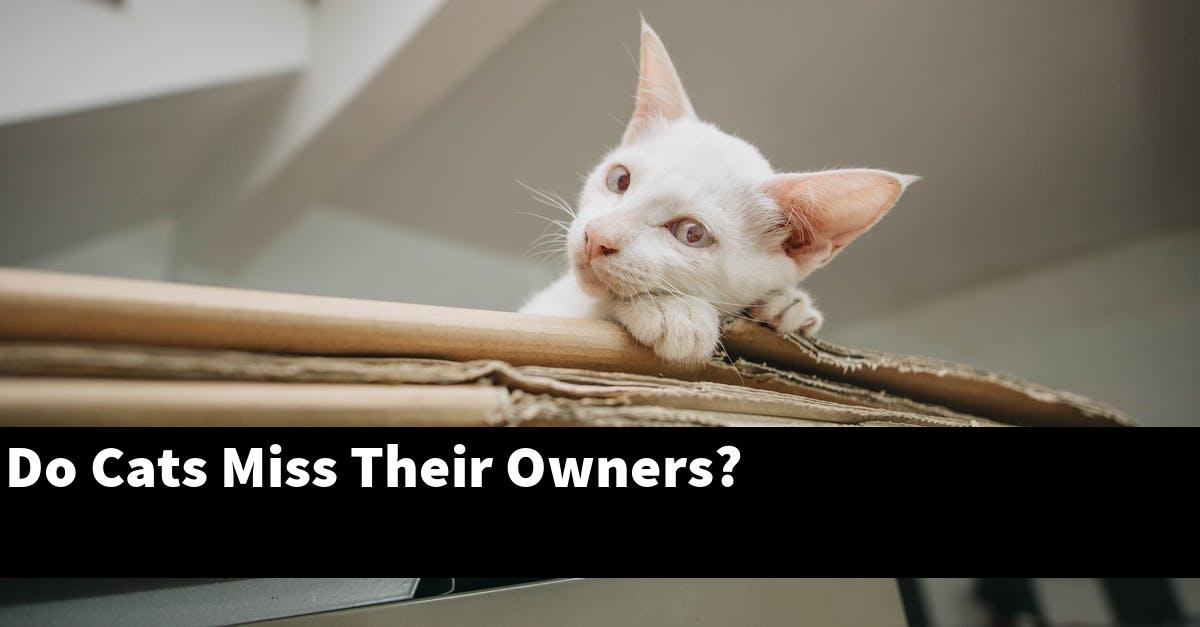 Do Cats Miss Their Owners?